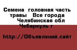 Семена (головная часть))) травы - Все города  »    . Челябинская обл.,Чебаркуль г.